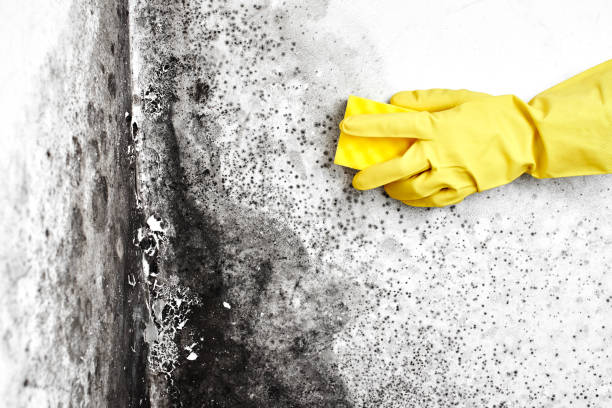 Mold Remediation for Rental Properties in Middletown, KY